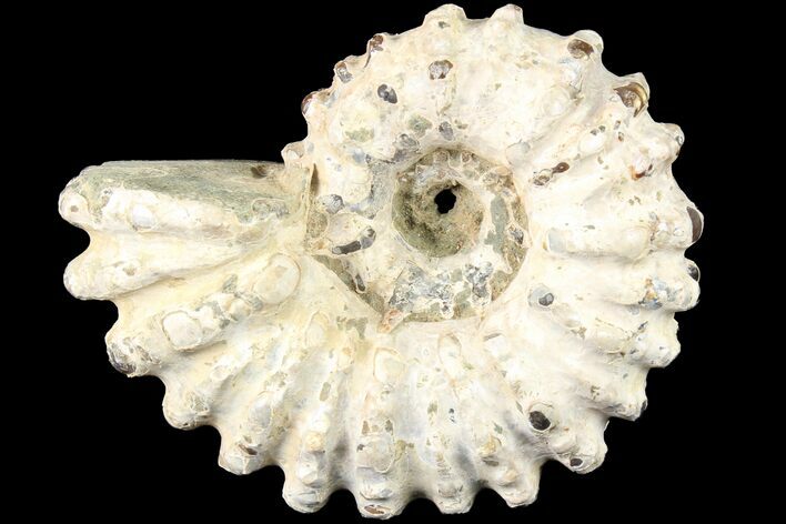 Bumpy Douvilleiceras Ammonite - Madagascar #79136